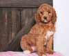 Medium F1BB Goldendoodle For Sale Millersburg, OH Female- Amelia