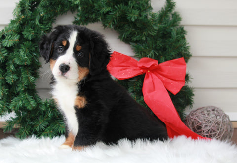 AKC Registered Bernese Mountain Dog For Sale Sugarcreek, OH Male- Nicolas