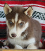 Siberian Husky For Sale Fredericksburg OH Male-Jackson