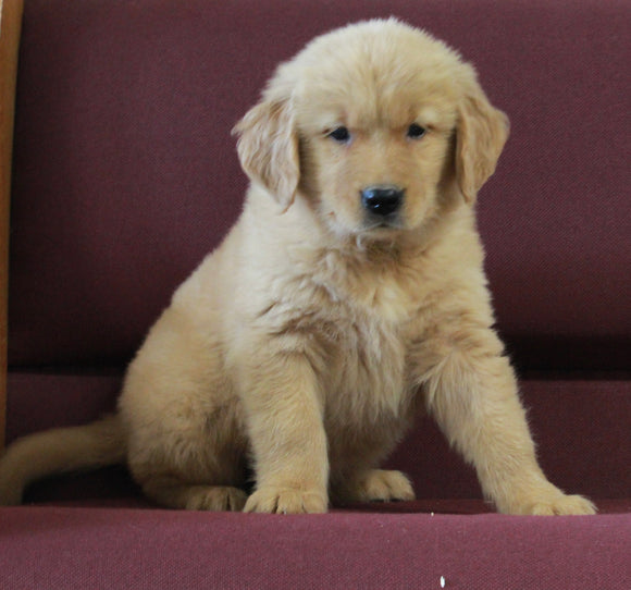 AKC Registered Golden Retriever For Sale Brinkhaven OH Male-Rambo