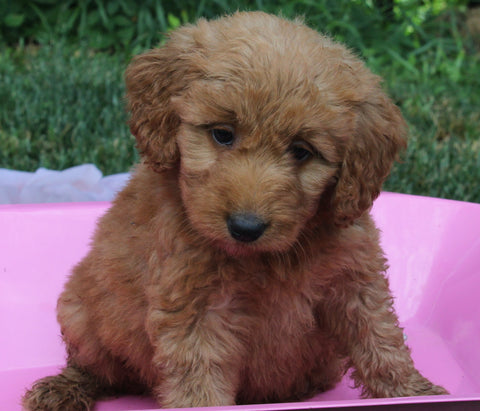Mini Goldendoodle For Sale Millersburg OH Female-Paisley
