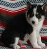 Siberian Husky For Sale Fredericksburg OH -Male Hazel