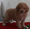 Bichpoo For Sale Fredericksburg OH Male-Terry