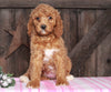 Medium F1BB Goldendoodle For Sale Millersburg, OH Female- Amelia