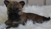 AKC Registered Cairn Terrier For Sale Millersburg OH -Male Jasper