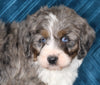 Mini Bernedoodle For Sale Dundee OH Male-Tucker