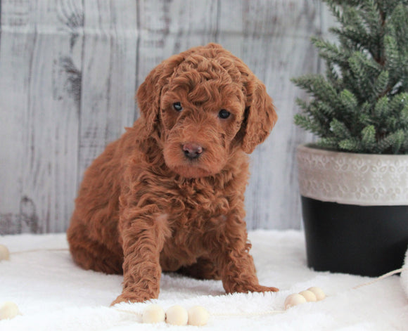 AKC Registered Moyen Poodle For Sale Dundee, OH Female- Henley