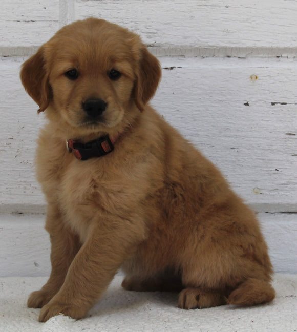 AKC Registered Golden Retriever For Sale Millersburg OH Female-Bailey