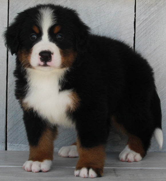 AKC Registered Bernese Mountain Dog For Sale Millersburg OH -Male Sarge