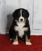 AKC Registered Bernese Mountain Dog For Sale Millersburg OH Female-Missy