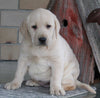 ACA Registered Labrador Retriever For Sale Sugarcreek OH Female-Stella