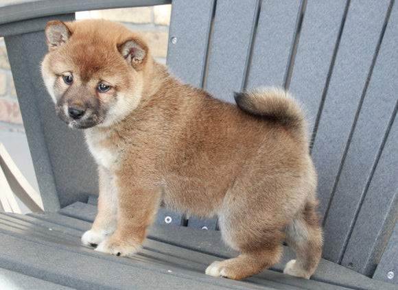 AKC Registered Shiba Inu For Sale Millersburg, OH Female- Abby