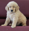 AKC Registered Golden Retriever For Sale Brinkhaven OH Male-Rambo
