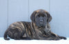 English Mastiff For Sale Fredericksburg, OH Male- London