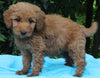 Mini Goldendoodle For Sale Millersburg OH Female-Paisley