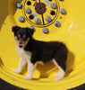 AKC Registered Collie Lassie For Sale Fredericksburg OH Female-Brooke