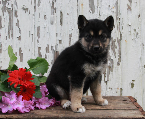 German Shepherd Husky For Sale Millersburg OH Female-Ellie