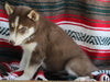 Siberian Husky For Sale Fredericksburg OH Male-Jackson