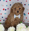Cockapoo For Sale Sugarcreek OH Female-Rosey