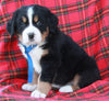 AKC Registered Bernese Mountain Dog For Sale Sugarcreek OH Male-Ace