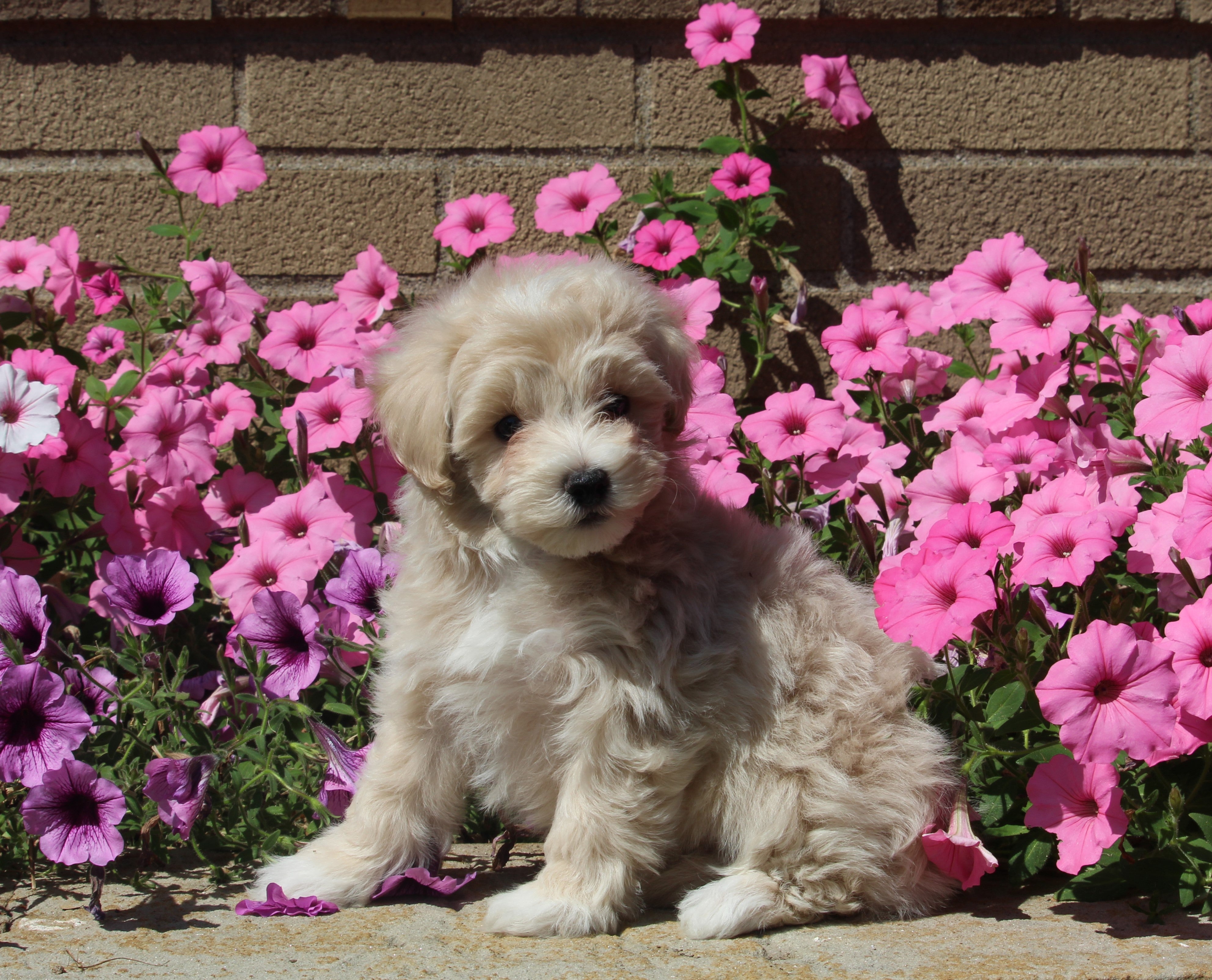 Maltipoo For Sale Dalton OH MaleBrody AC Puppies LLC