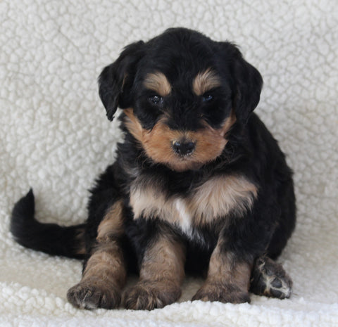 Bernedoodle For Sale Dundee OH Male-Tyler