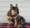 French Bulldog For Sale Millersburg OH Male-Toby