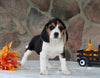 Beagle Mix For Sale Wooster OH Female-Chloe