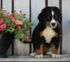 AKC Registered Bernese Mountain Dog For Sale Sugarcreek OH Male-Corey
