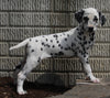 AKC Registered Dalmatian For Sale Holmesville OH Female-Patsy