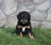 Golden Moutain Doodle For Sale Millersburg OH Male-Beau