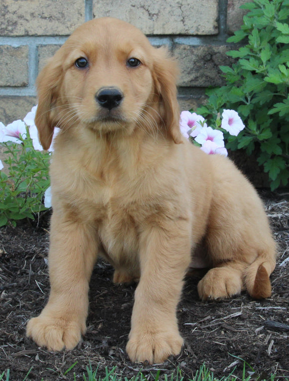 AKC Registered Golden Retriever For Sale Millersburg OH Female-Olivia