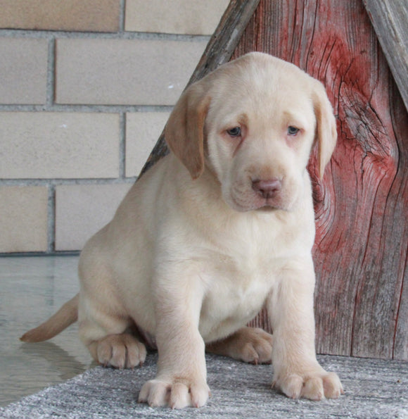 ACA Registered Labrador Retriever For Sale Sugarcreek OH Female-Zoey