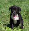 Lab Mix Puppy For Sale Sugarcreek OH Male-Barkley