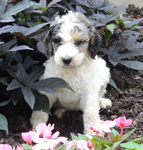 AKC Registered Standerd Poodle For Sale Millersburg OH Male-Diamond