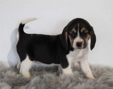Beagle For Sale Fresno, OH Female- Jasmine
