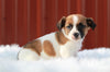 Jack Russell Terrier For Sale Fredericksburg, OH Male- Duke