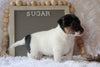 Jack Russell Terrier For Sale Applecreek, OH Female- Sugar