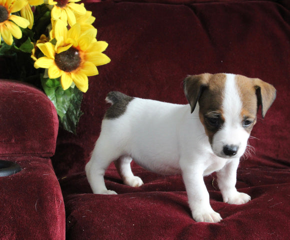 Jack Russell For Sale Fredericksburg OH Female-Macey
