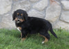 Golden Moutain Doodle For Sale Millersburg OH Male-Beau