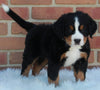 AKC Registered Bernese Mountain Dog For Sale Sugarcreek OH Male -Patrick