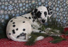 Dalmation For Sale Millersburg OH Male-Manny