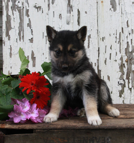 German Shepherd Husky For Sale Millersburg OH Male-Rocky