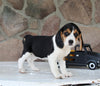Beagle Mix For Sale Wooster OH Female-Chloe