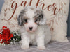 ACA Registered Miniature Poodle For Sale Fredericksburg, OH Male- Max
