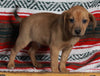 Mountain Cur For Sale Fredericksburg OH Male-Chance