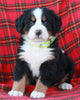 AKC Registered Bernese Mountain Dog For Sale Sugarcreek OH Male-Arlo