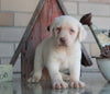 AKC Registered Labrador Retriever For Sale Sugarcreek, OH Male- Duke