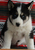 Siberian Husky For Sale Fredericksburg OH -Male Hazel
