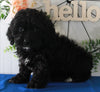 Cockapoo For Sale Holmesville OH Male-Clover